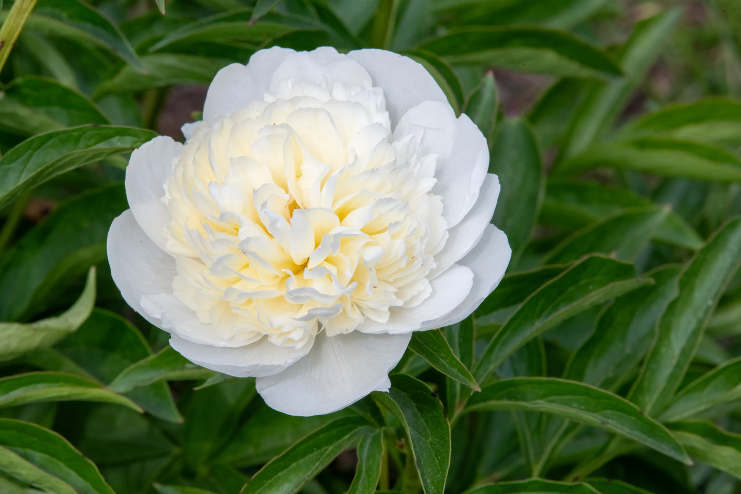 White Heritage Peony