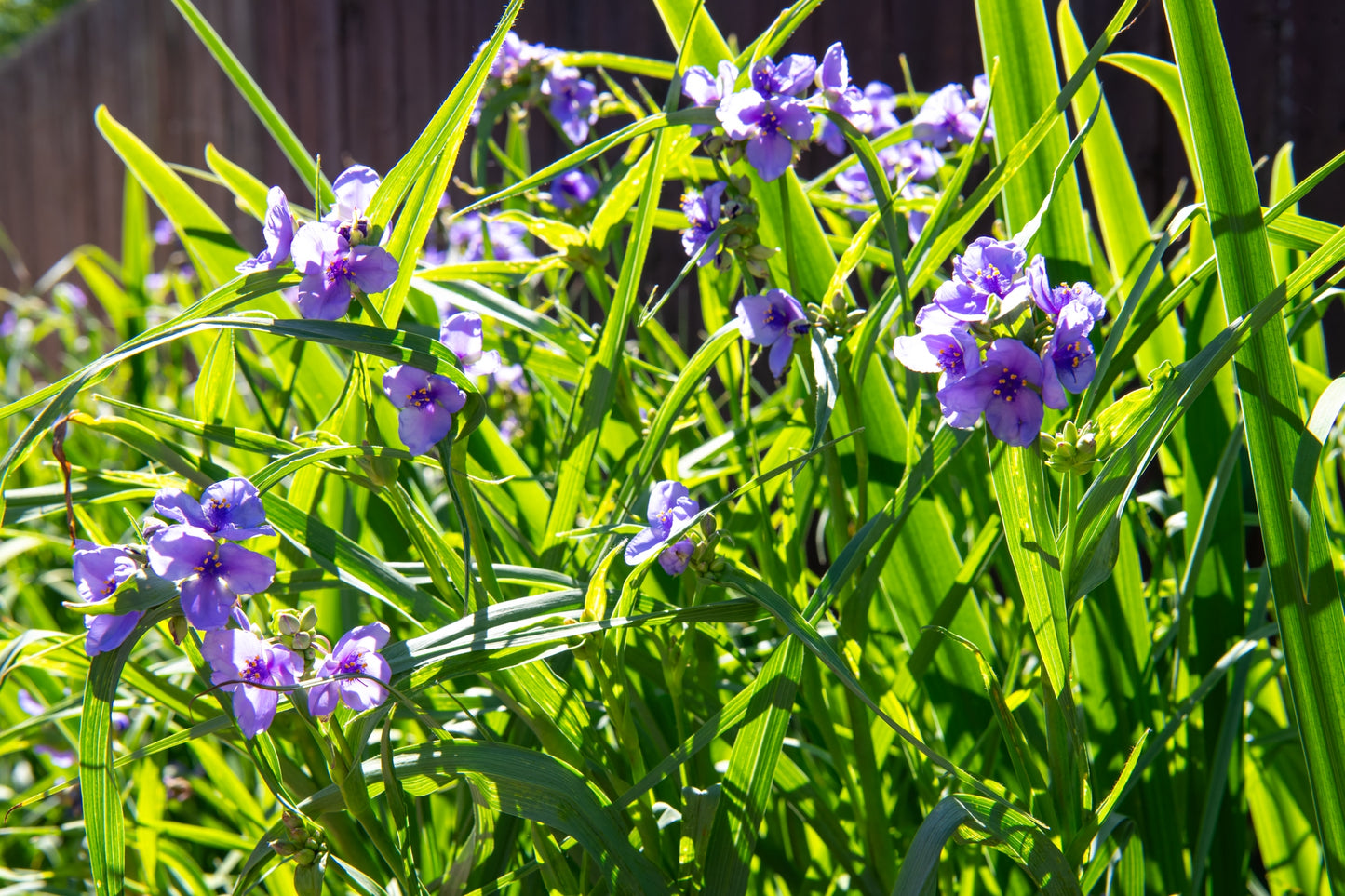 Ohio Spiderwort