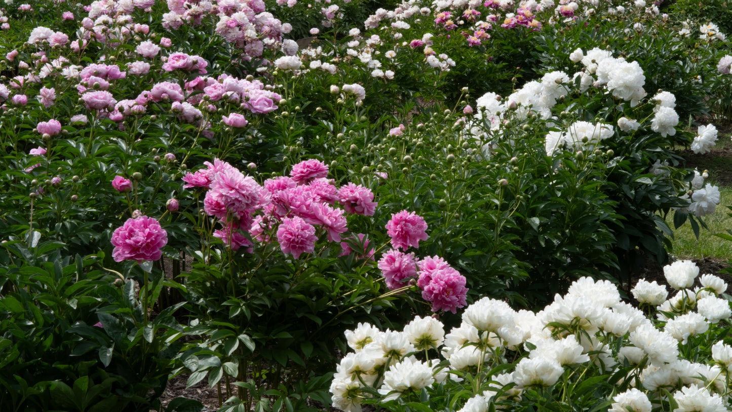Heritage Peonies