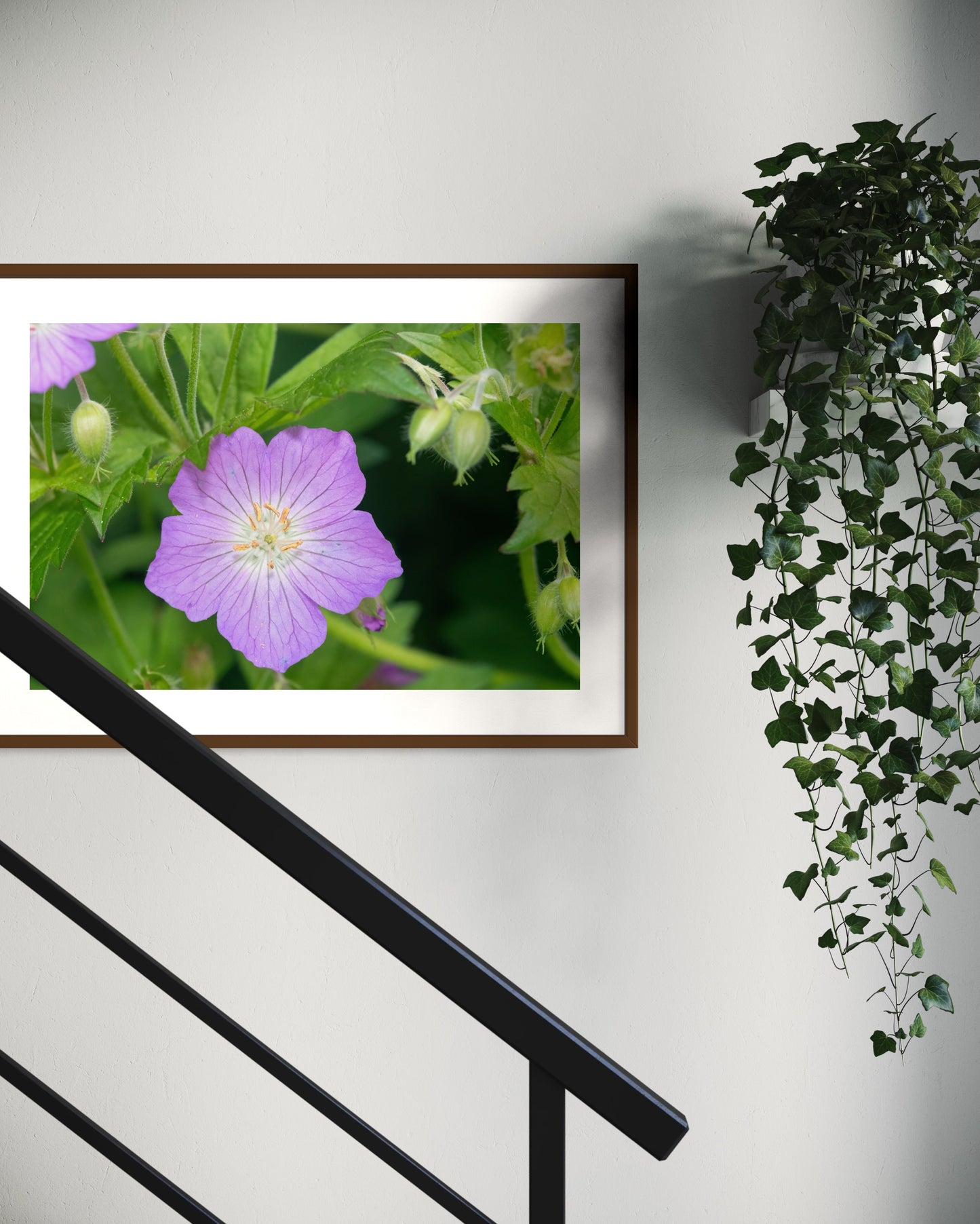 Wild Geranium