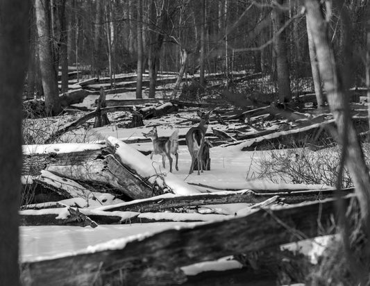 Doe and Fawn on Frozen River