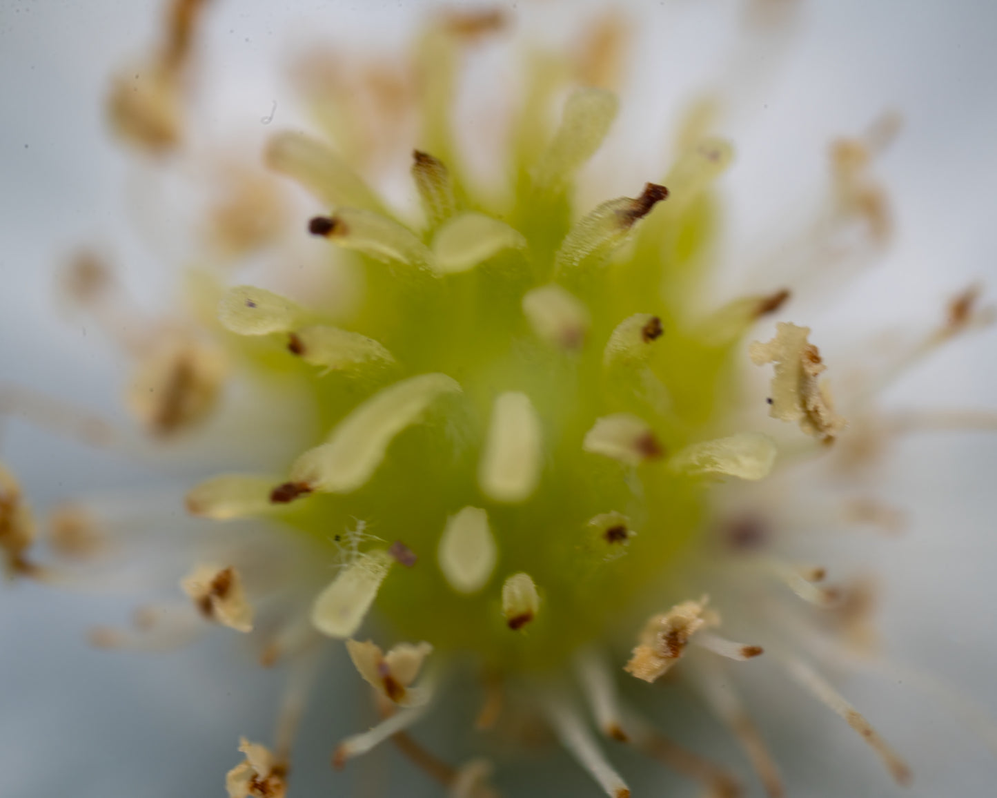Wild Strawberry Flower Objective