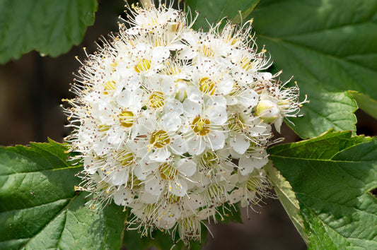 Flowering Ninebark