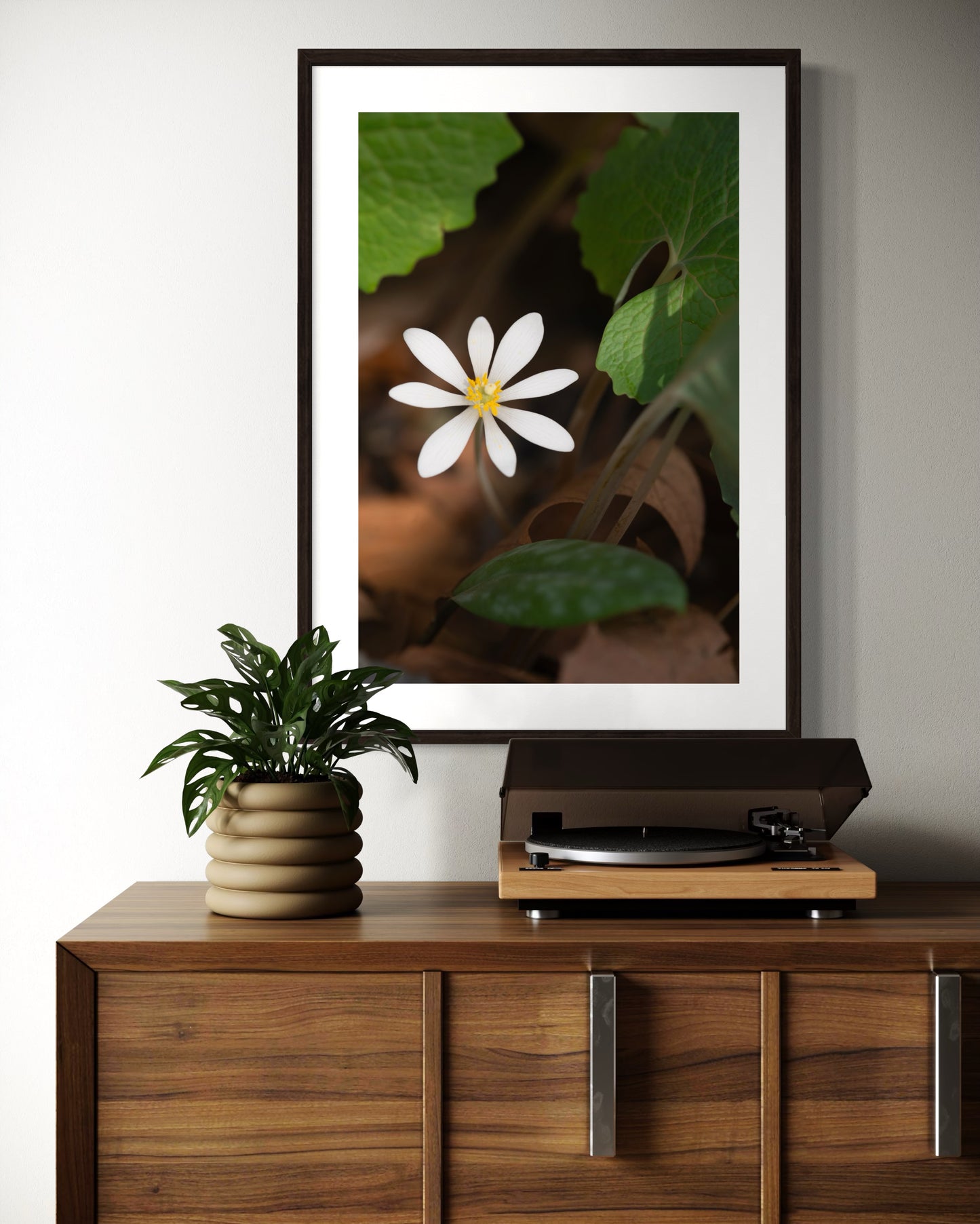 Bloodroot