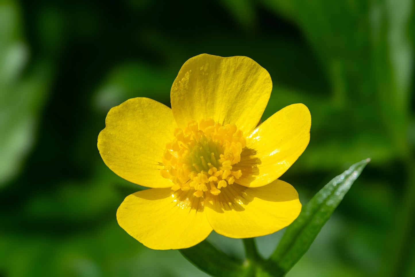 Swamp Buttercup Flower