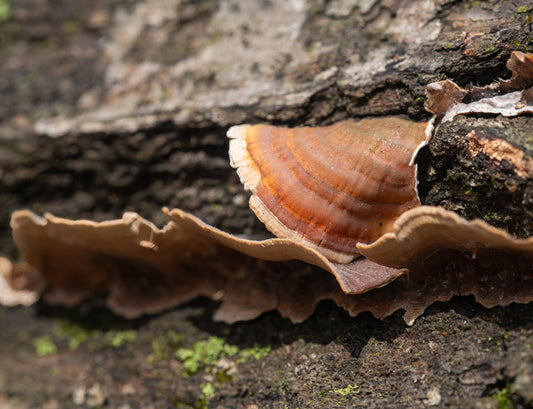 Mushroom on a Log
