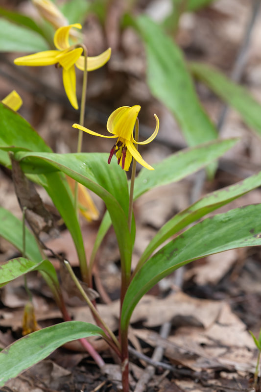 Trout Lily I