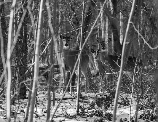 Deer Family
