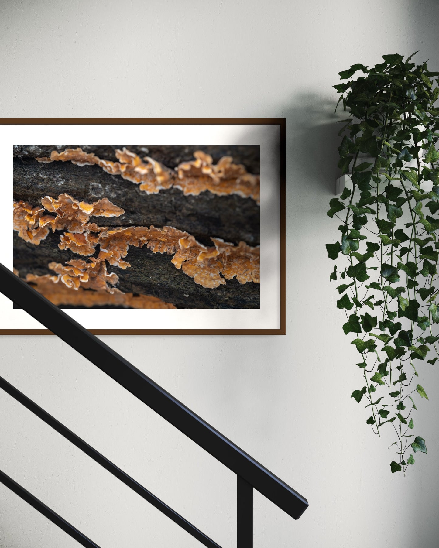 Mushroom colony on a log