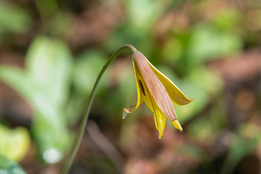 Trout Lily