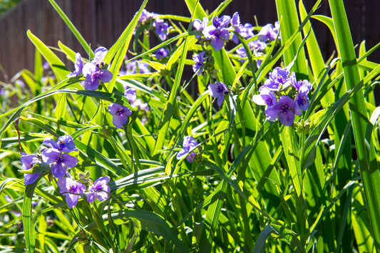 Ohio Spiderwort