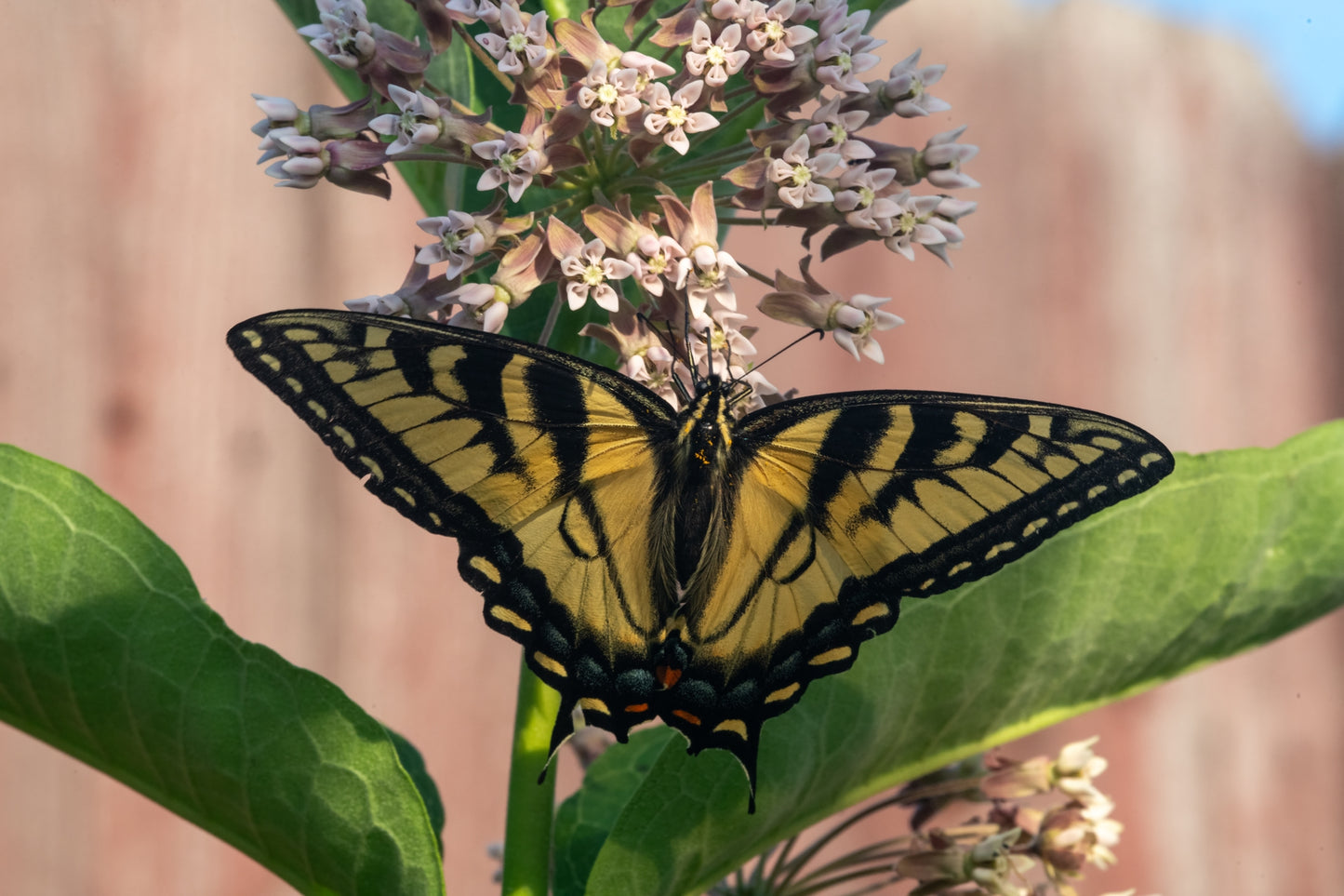 Eastern Swallowtail on Milkweed