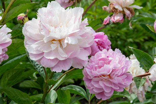 Pink and White Heritage Peony