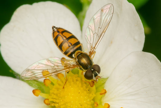 Syrphid on a Strawberry