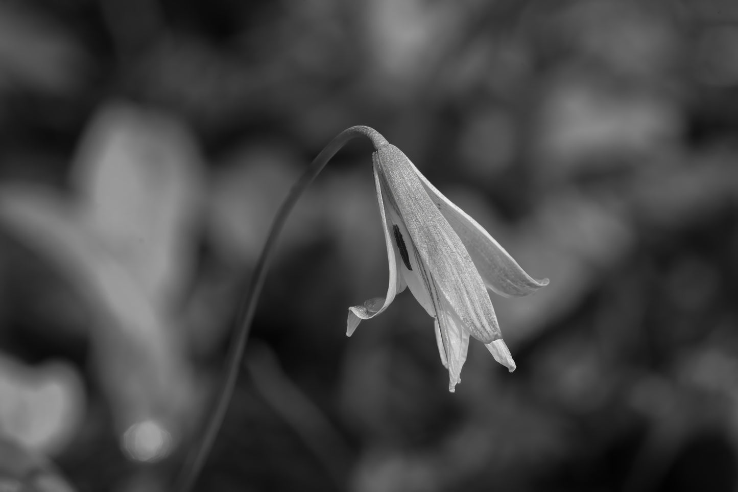Trout Lily BW