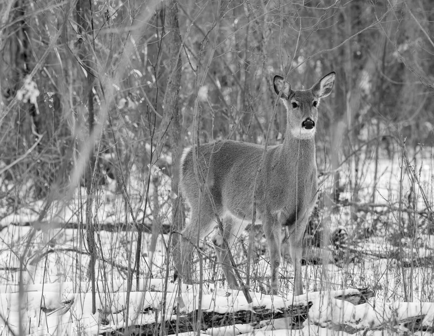 Doe in the Winter Forest