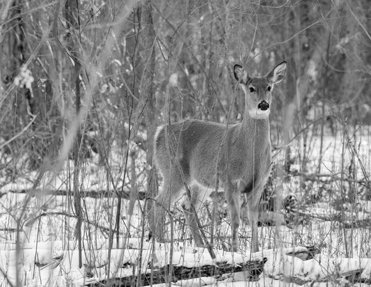 Doe in the Winter Forest