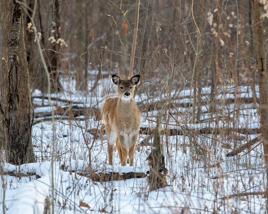 Fluffy Winter Fawn