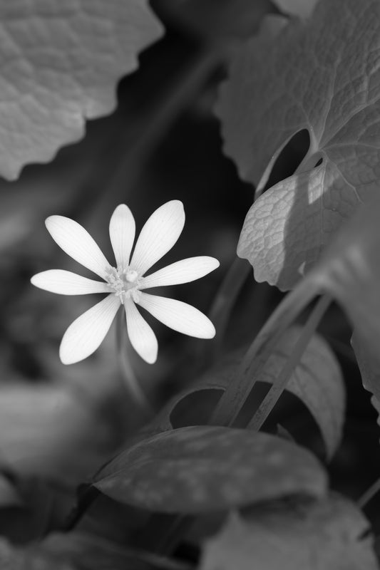Bloodroot Black and White