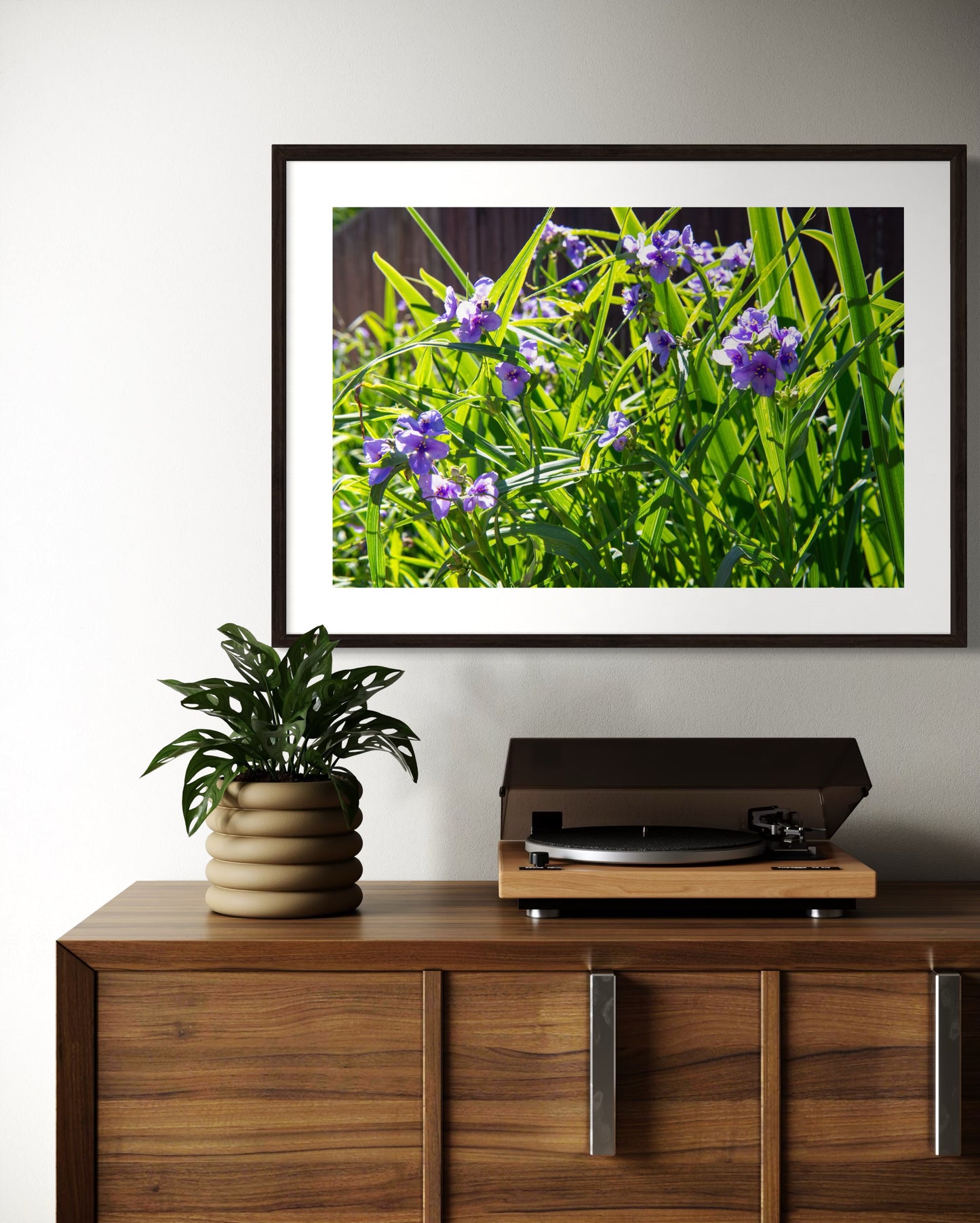 Ohio Spiderwort