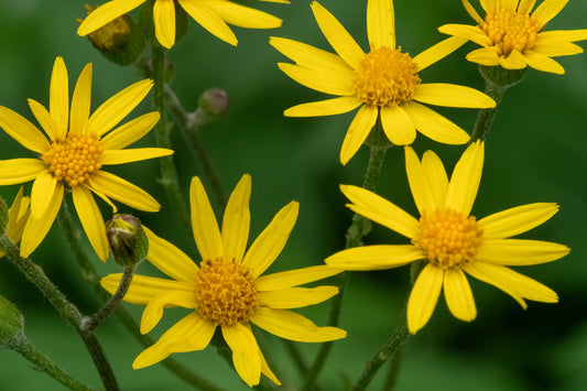 Golden Ragwort