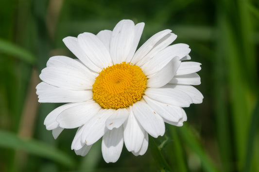 Daisy
