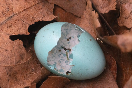 Hatched Robin's Egg on Oak Leaves