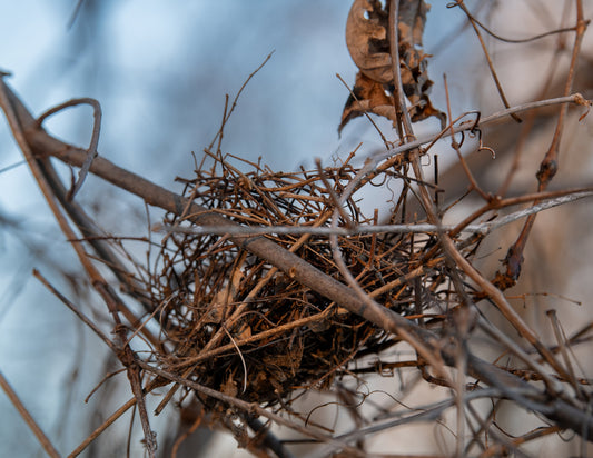 Winter Bird's Nest