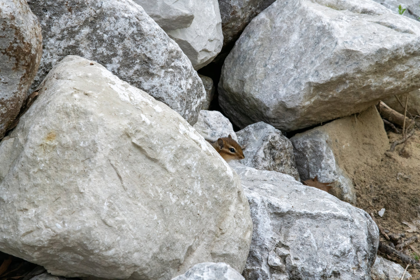 Peekaboo Chipmunk