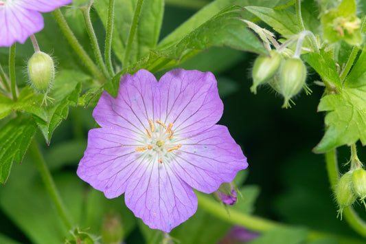 Wild Geranium