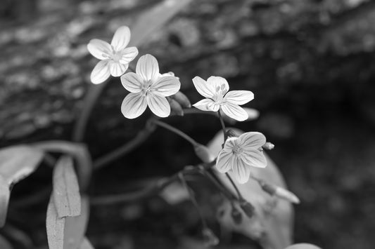 Spring Beauty Flowers