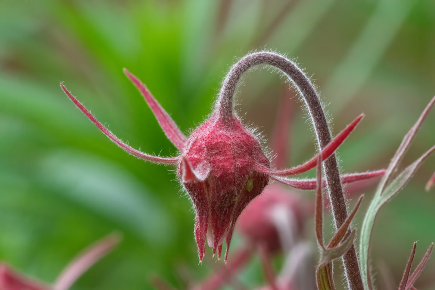 Prairie Smoke