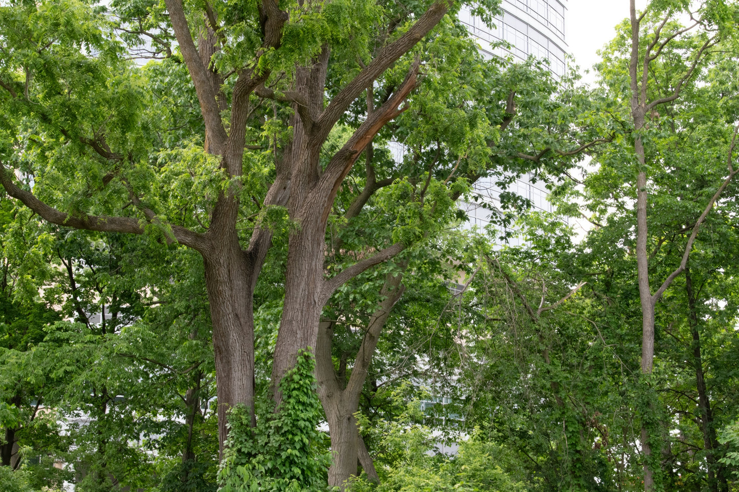 Ann Arbor Trees