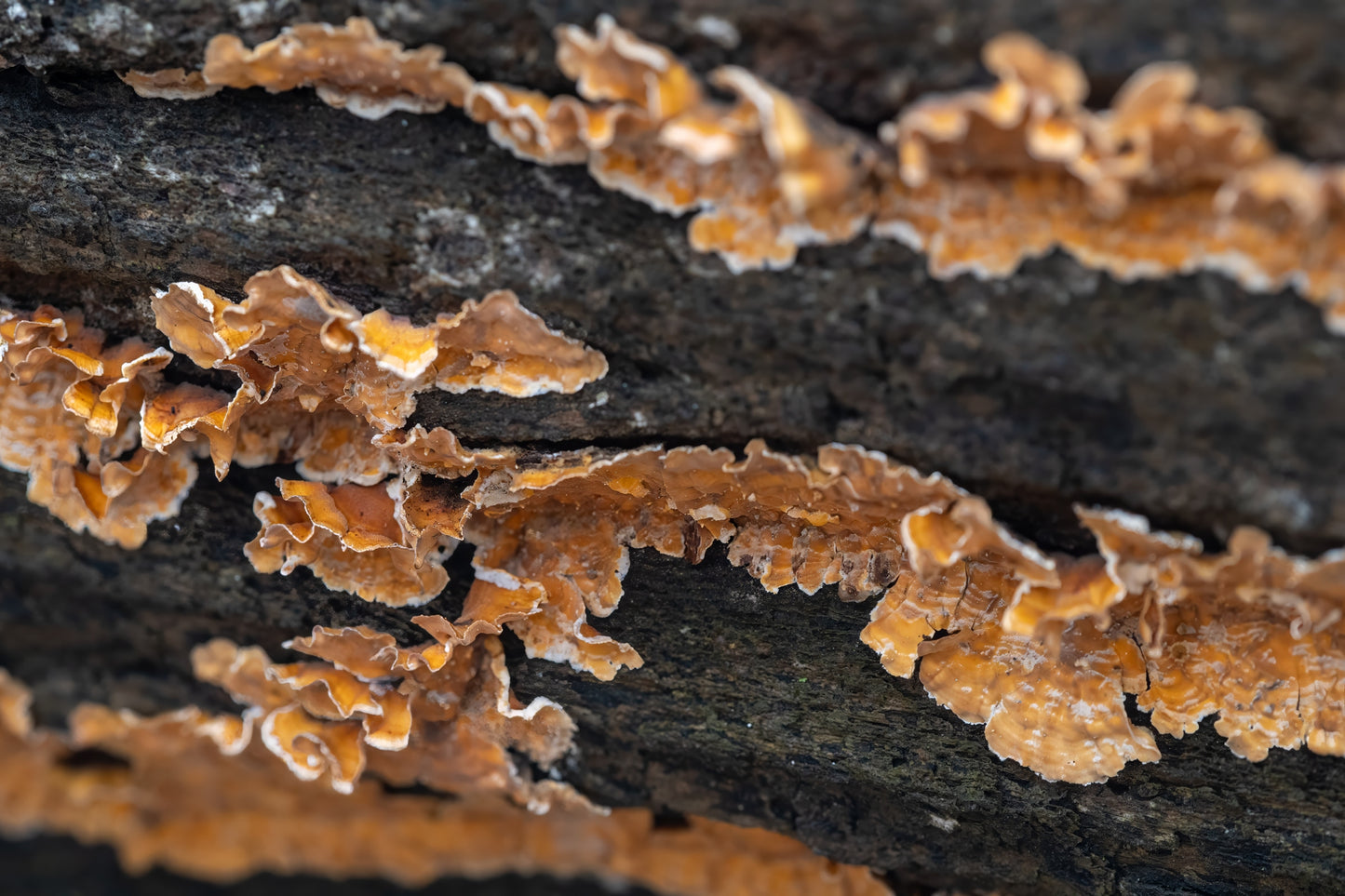 Mushroom colony on a log