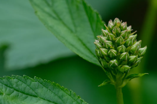 Budding Ninebark