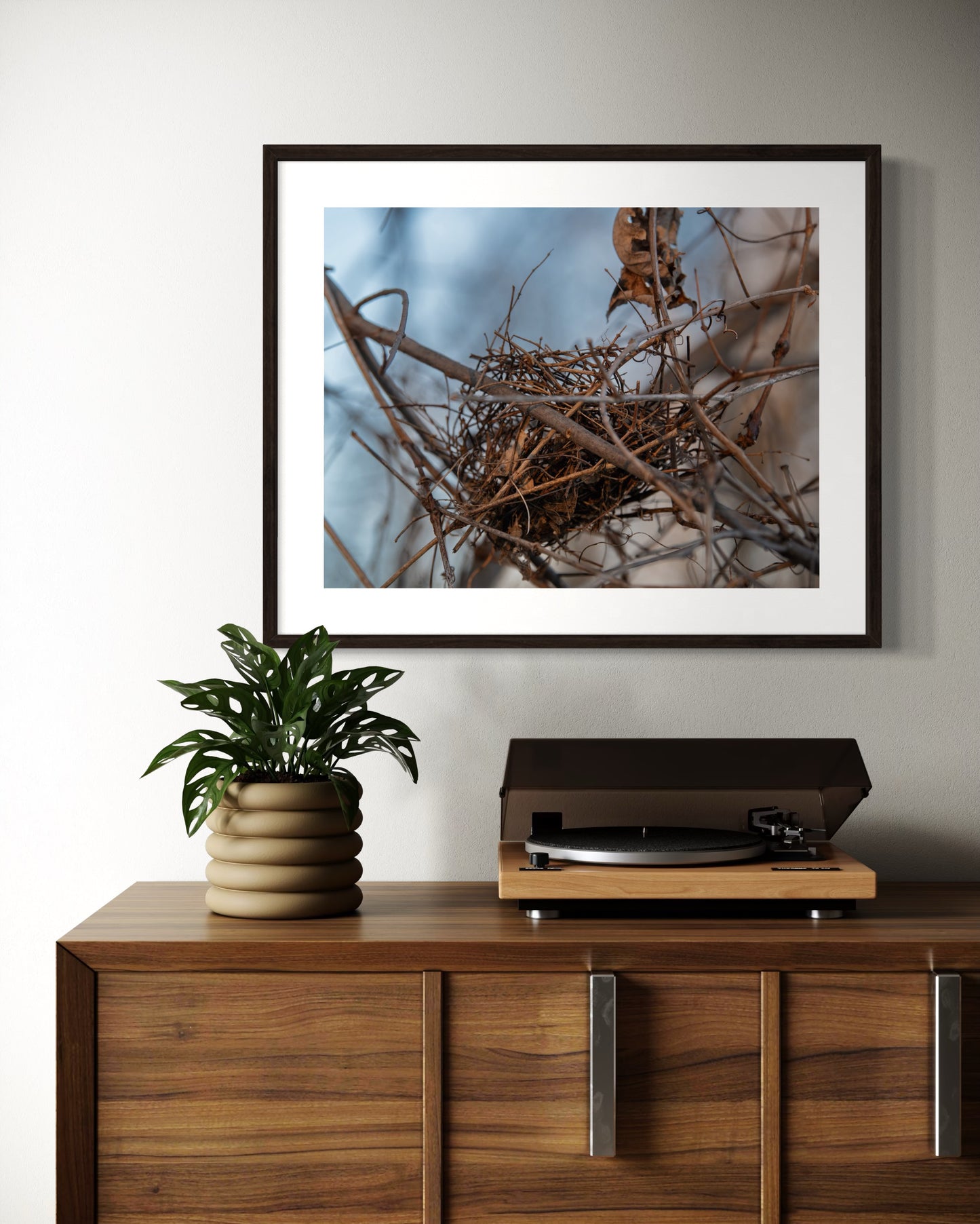 Winter Bird's Nest