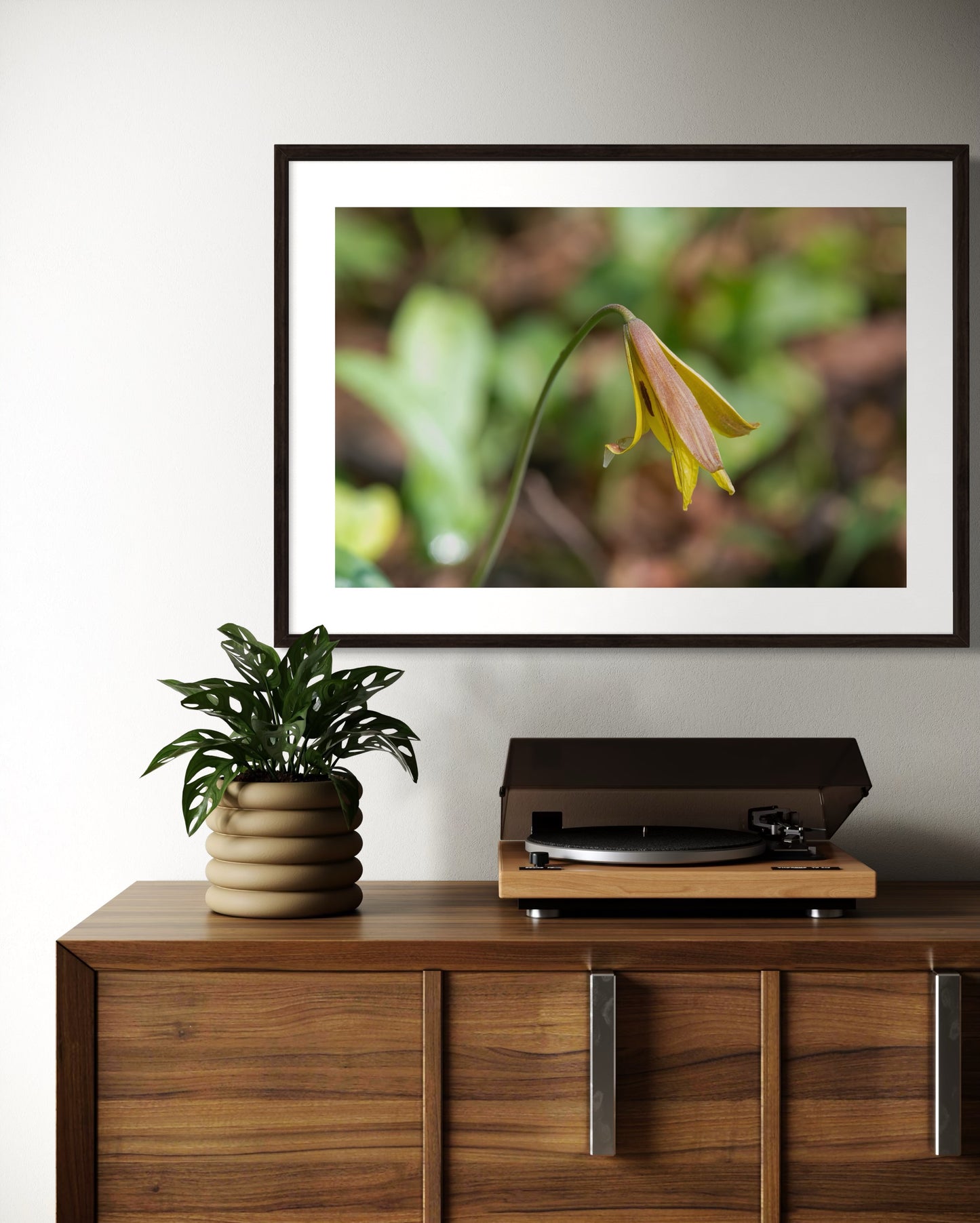 Trout Lily