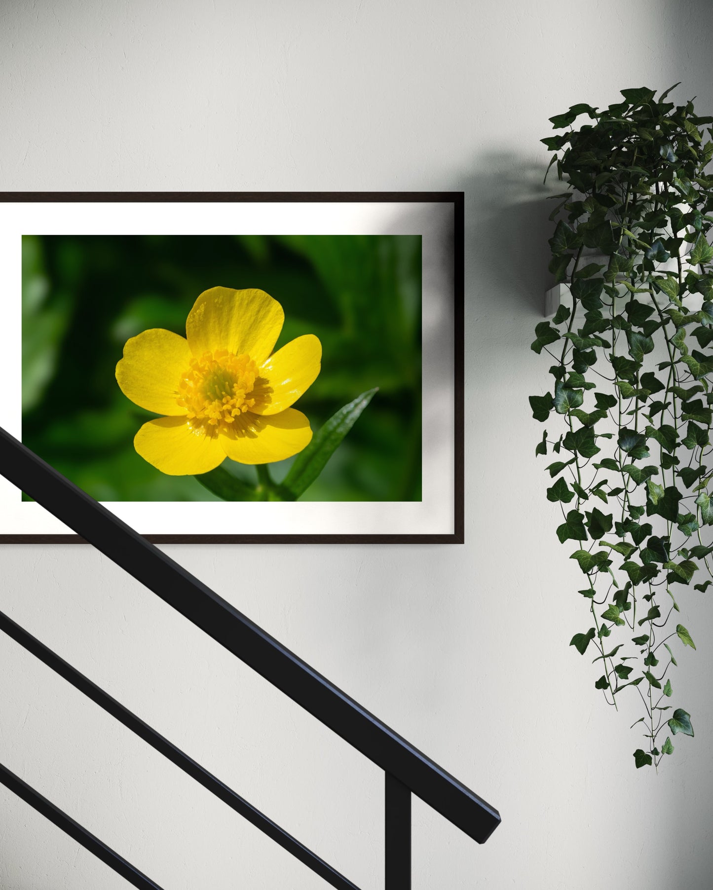 Swamp Buttercup Flower