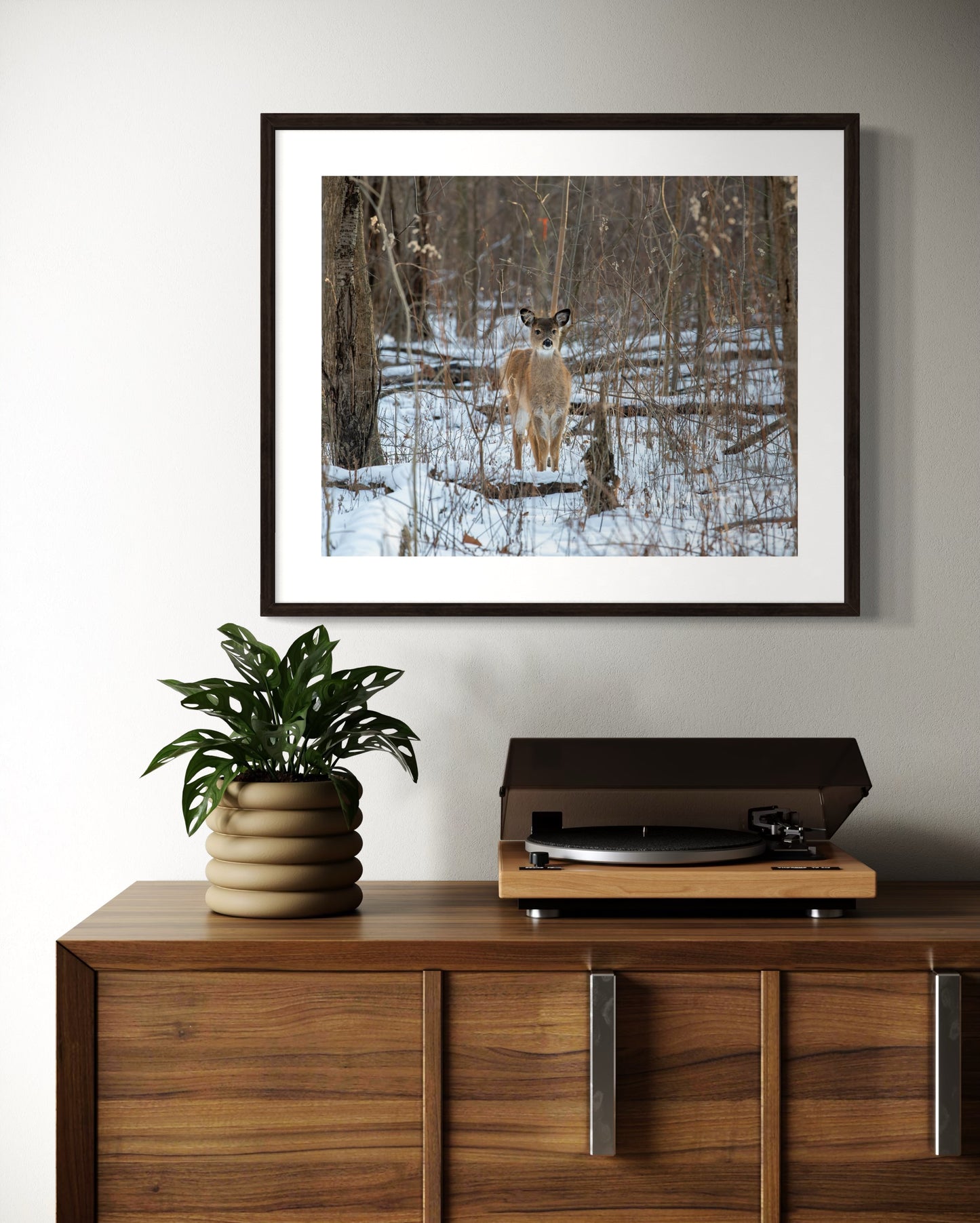 Fluffy Winter Fawn