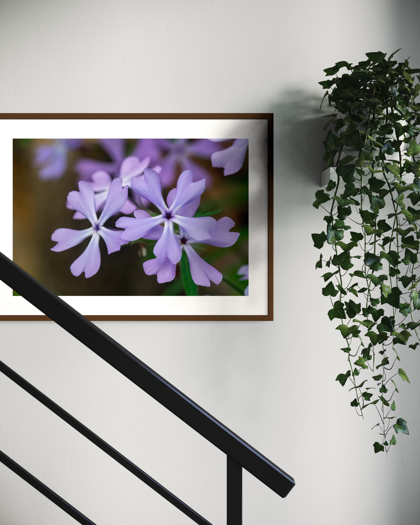 Woodland Phlox