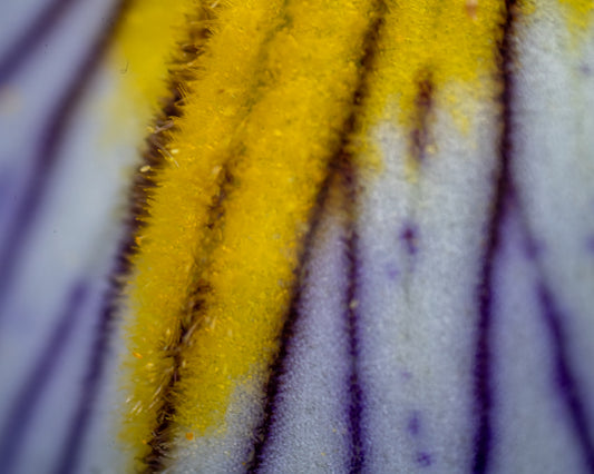 Northern Blue Flag Iris Flower Objective