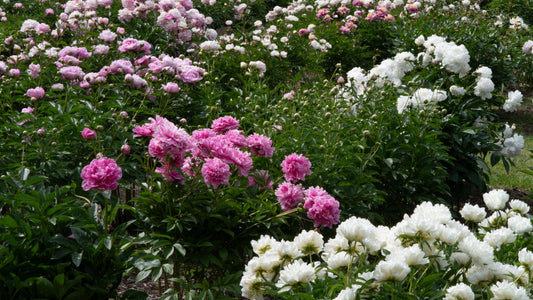Heritage Peonies
