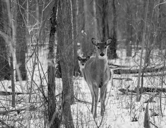 Doe Mother and Timid Fawn Baby