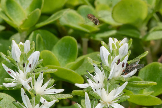 Syrphid Zoomin on a Stonecrop