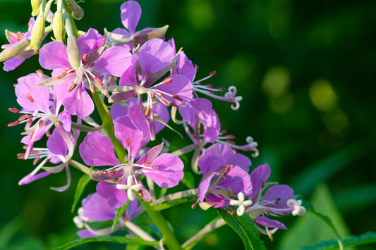 Fireweed Flower