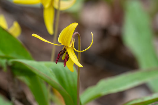 Trout Lily II