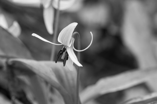 Trout Lily II BW