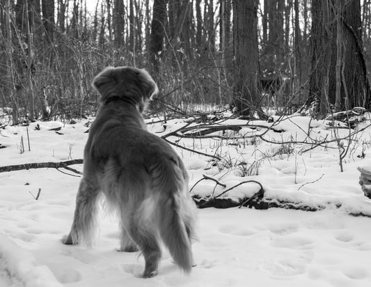 Golden Retriever Spotting a Doe