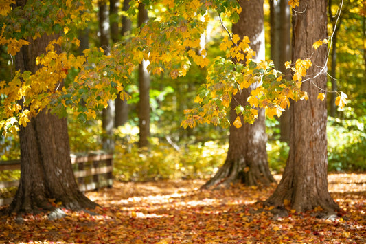 Autumnal Woodland