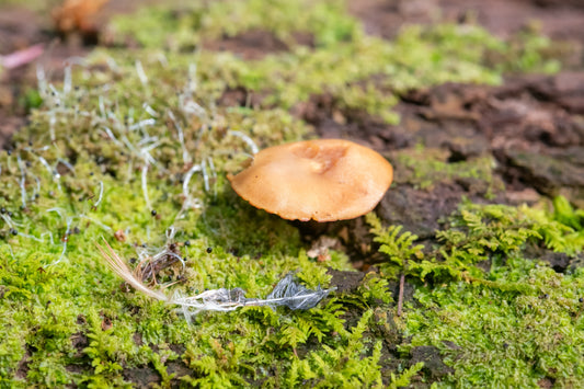 Mushroom on a Mossy Log